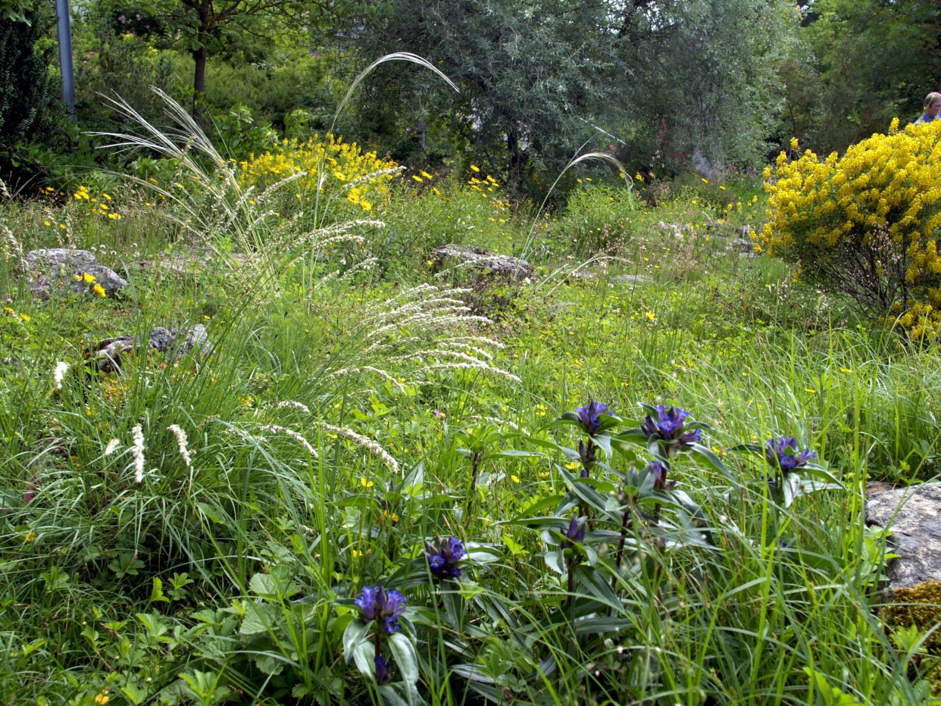 Heimische Steppenheide Staudenmischung pflanzfertig STM521
